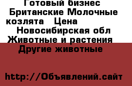 Готовый бизнес! Британские Молочные козлята › Цена ­ 500-15000 - Новосибирская обл. Животные и растения » Другие животные   